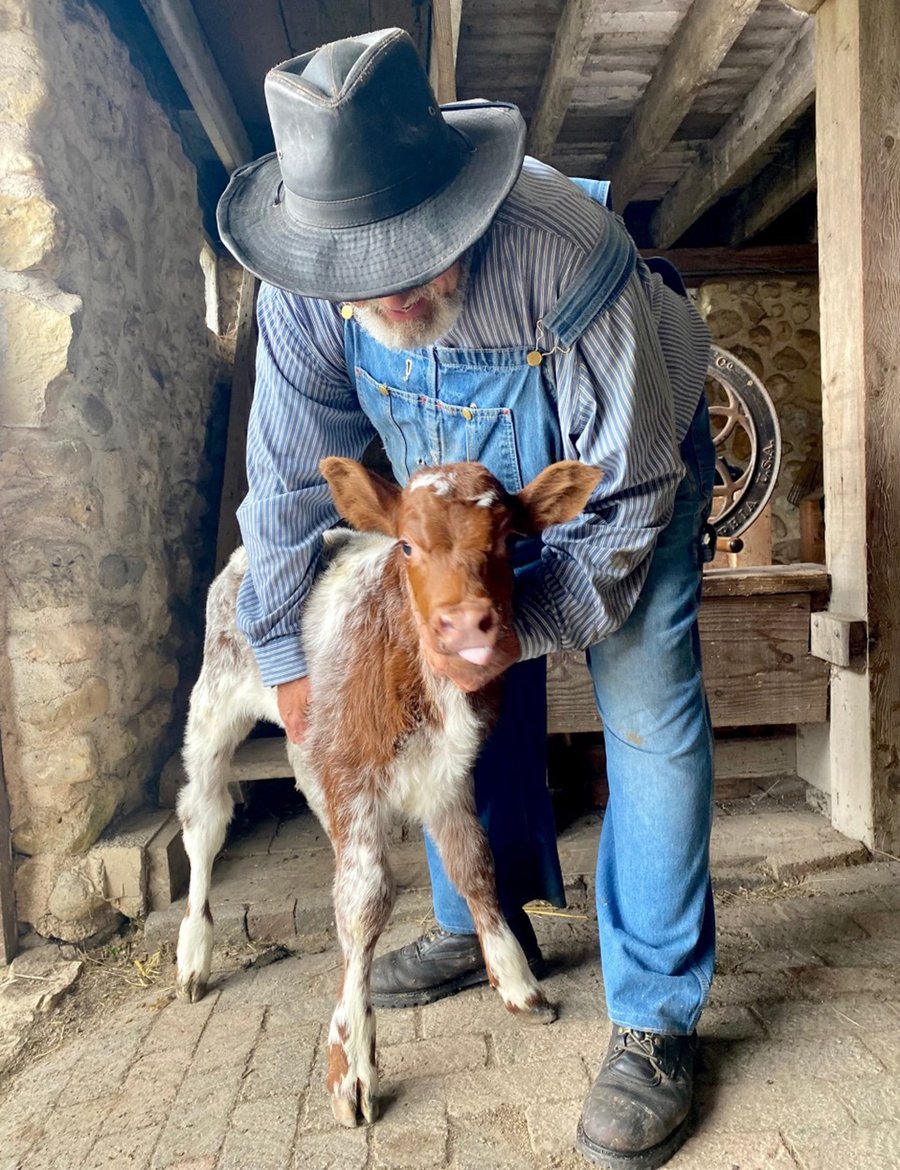 A volunteer in a black hat and overalls holds the calf steady for a photograph inside a barn.