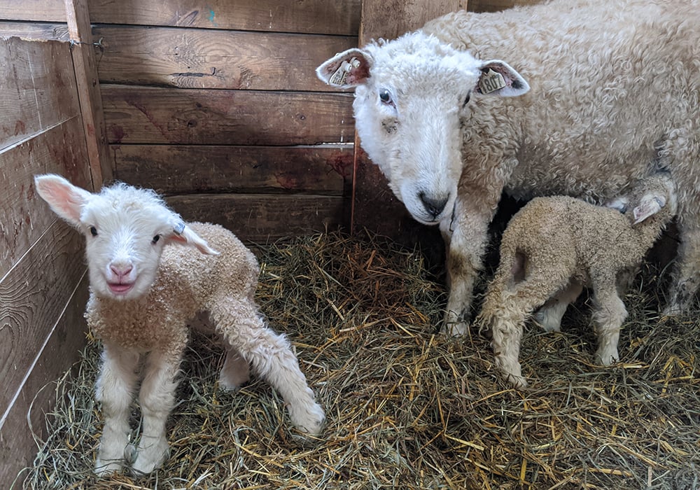 cotswold-mom-lambs