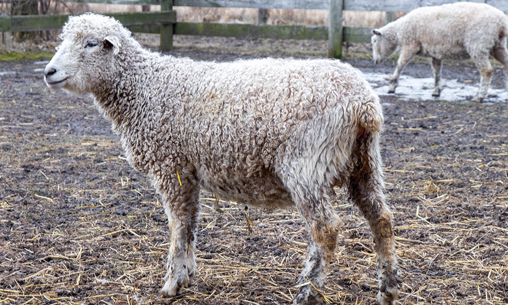 cotswold-sheep
