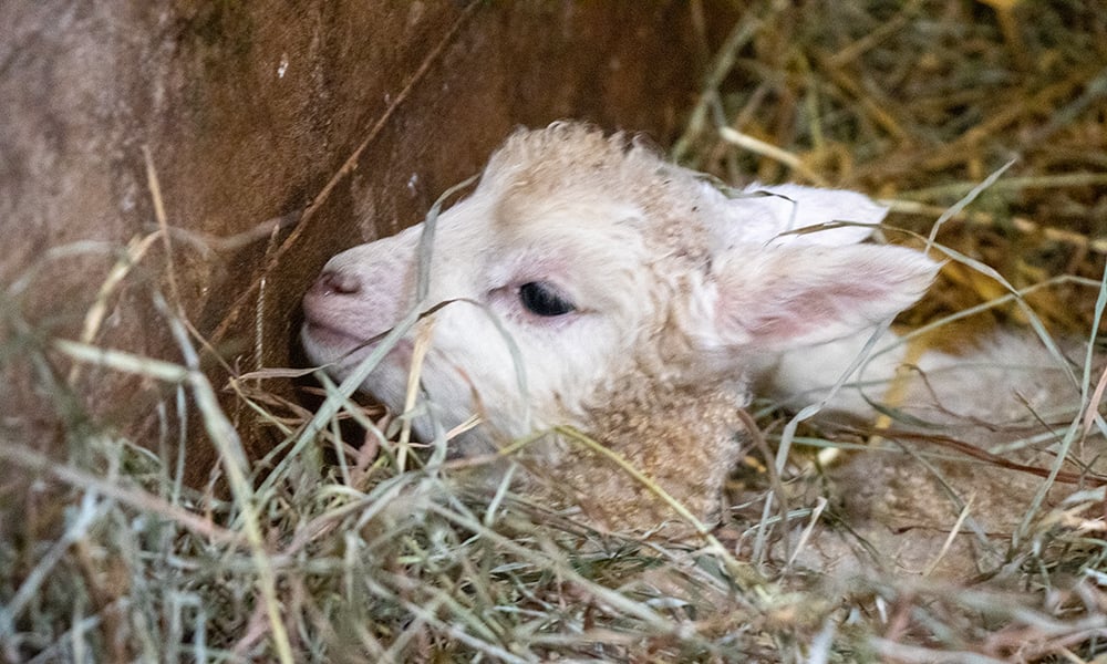 lamb-head