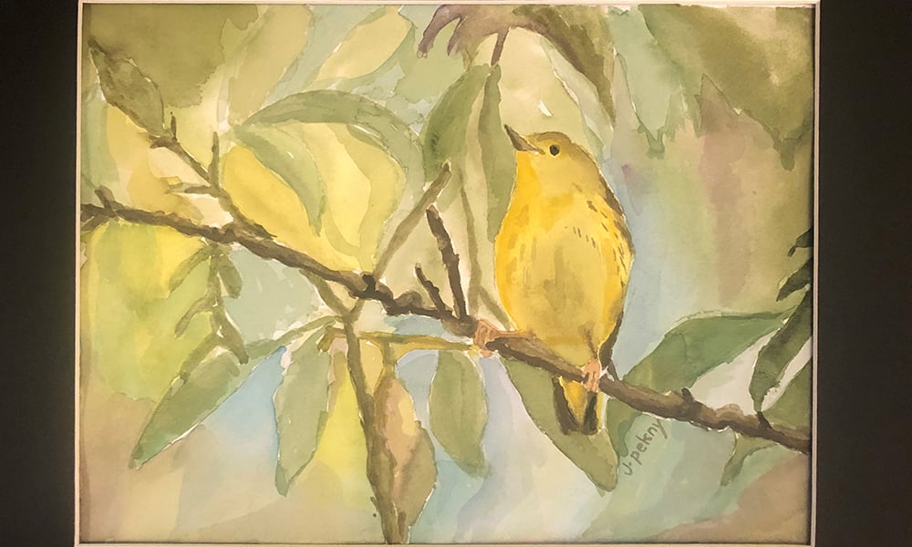 10-Yellow-Warbler-Jessica-Pekny