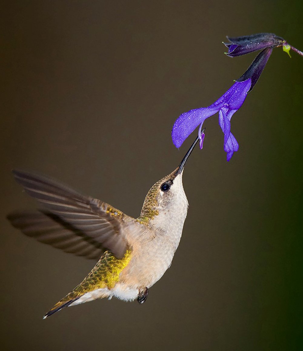 2-ruby-throated-bill-ludemann