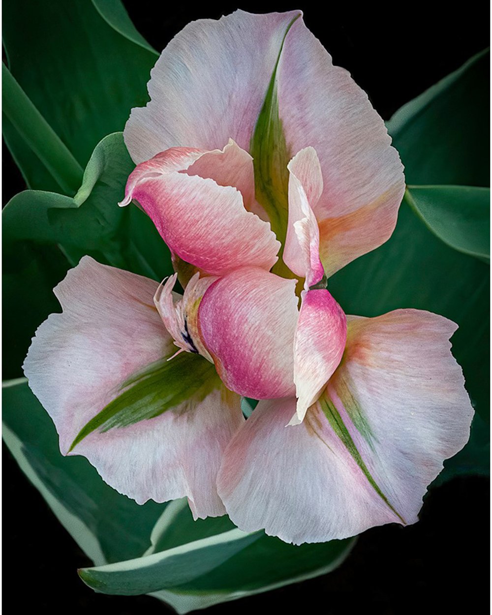 3-spring-beauty-barbara-dunn