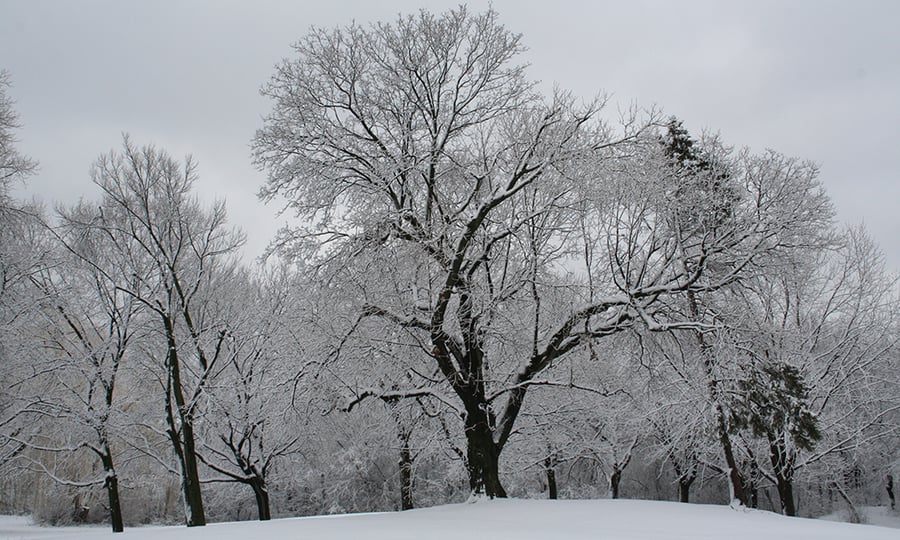 Leafless trees are covered in snow.