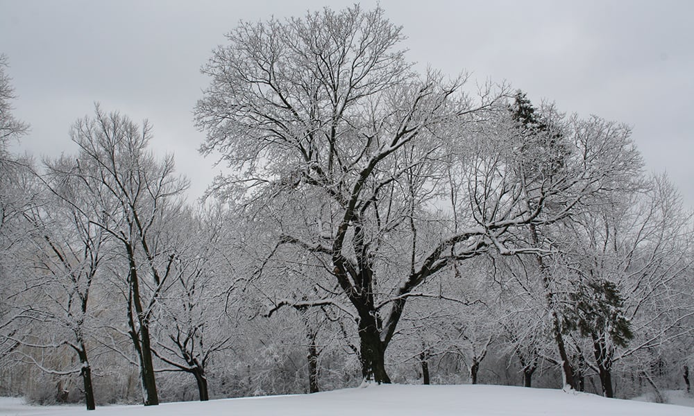 mayslake-tree-winter-1000x600