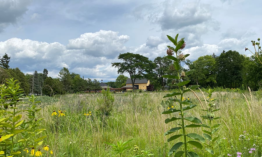 The yellow East Farm Barn is pictured in the distance with grasses and plants in the foreground.