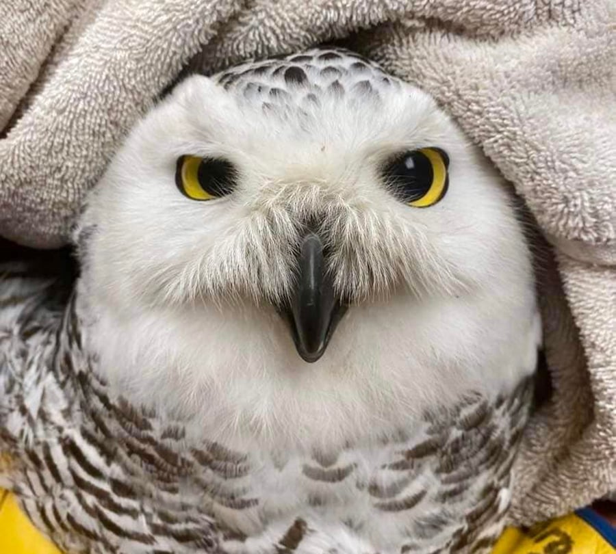 An injured snowy owl is wrapped in a towel.