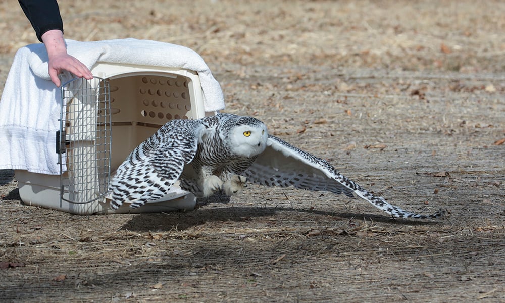 snowy-owl-5688-1000x600