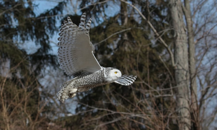 A snowy owl flies on the outer edge of a forest.
