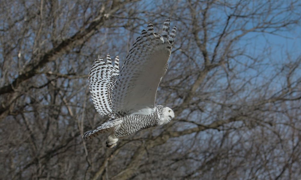 snowy-owl-5695-1000x600