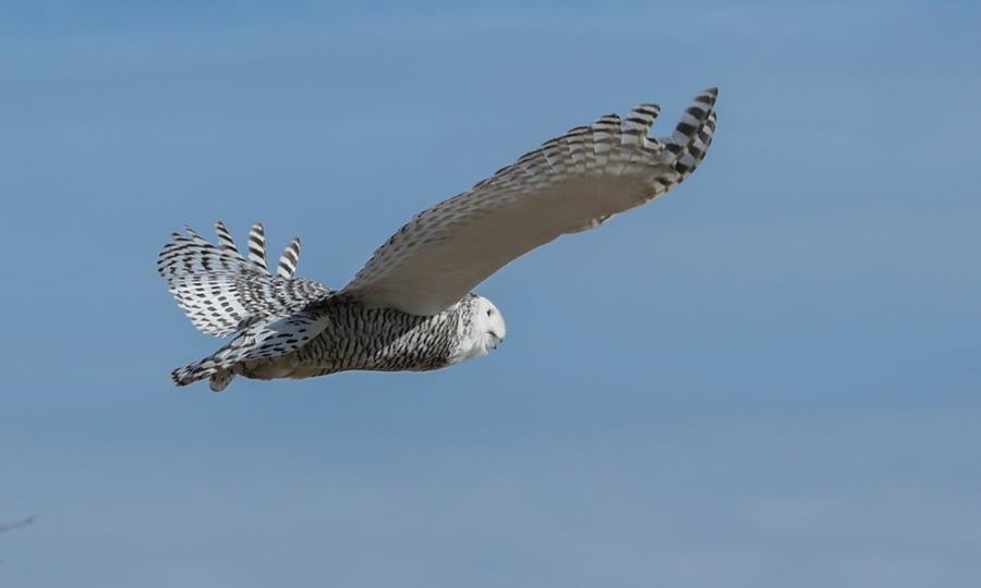 A snowy owl flies with just the sky in the background.