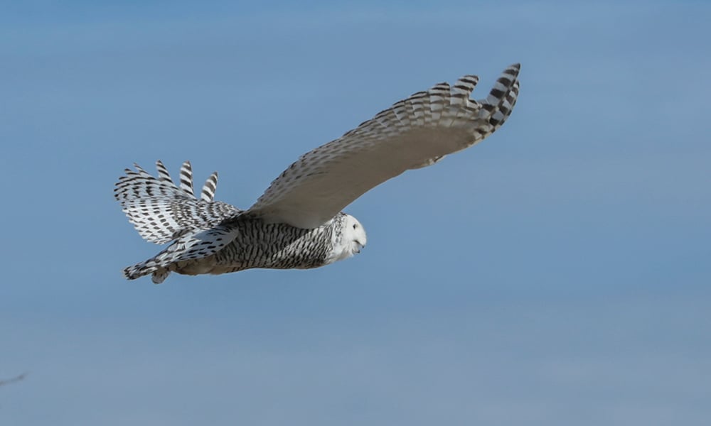 snowy-owl-5697-1000x600
