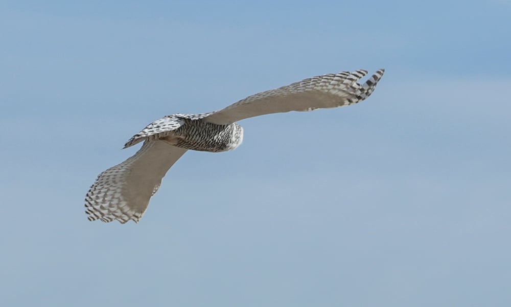 snowy-owl-5701-1000x600