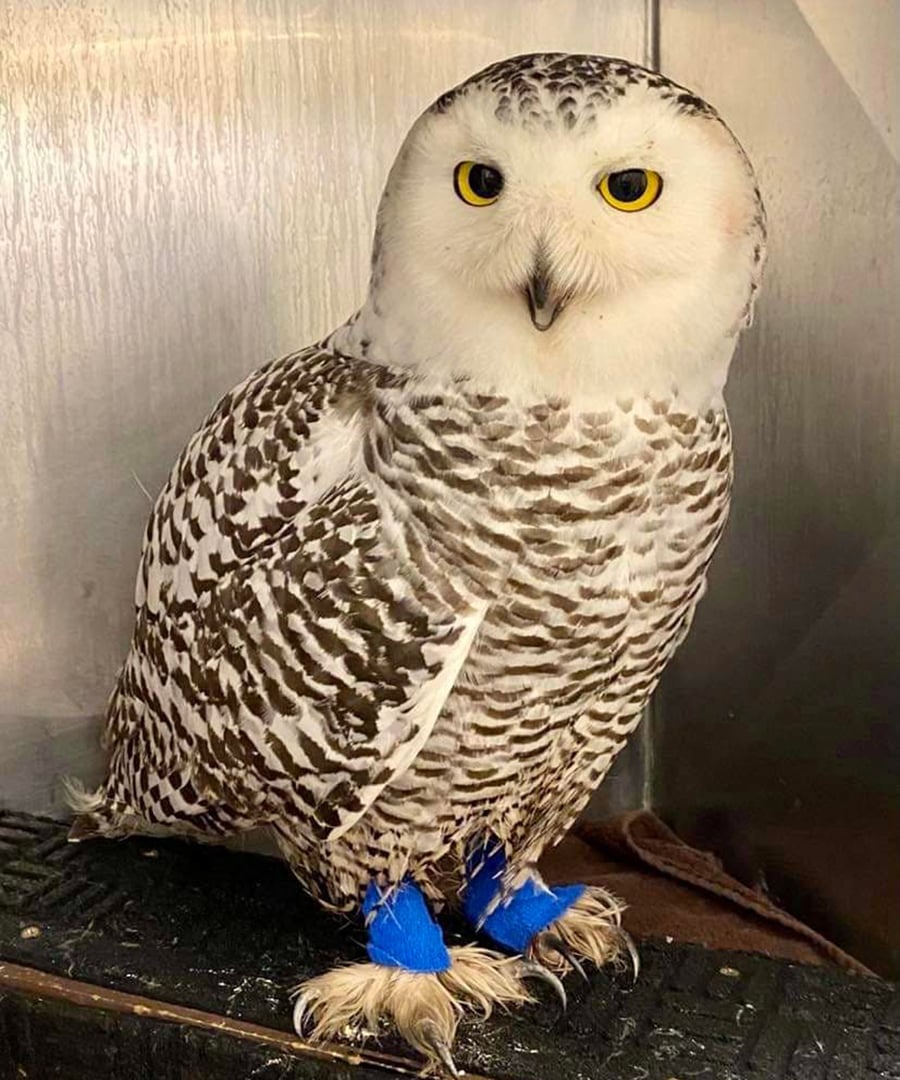 A snowy owl has blue bandages on its legs.