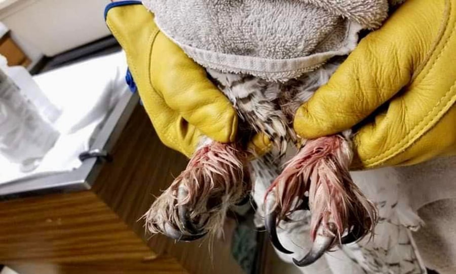Gloved hands show off the snowy owls talons.