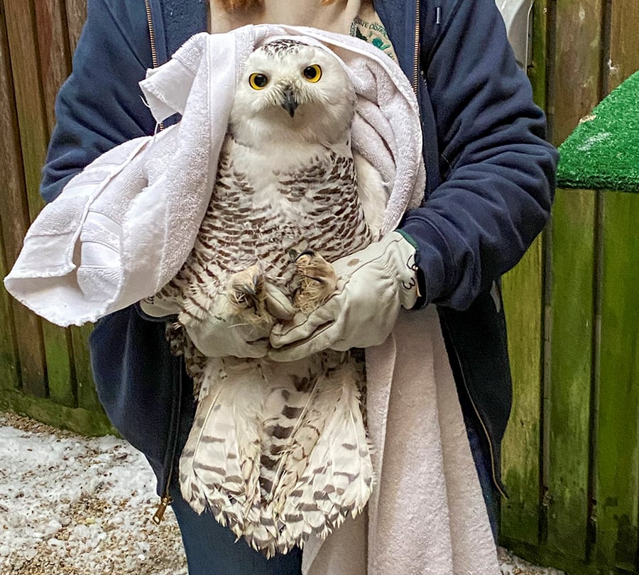 A snowy owl is held by a District staff member.