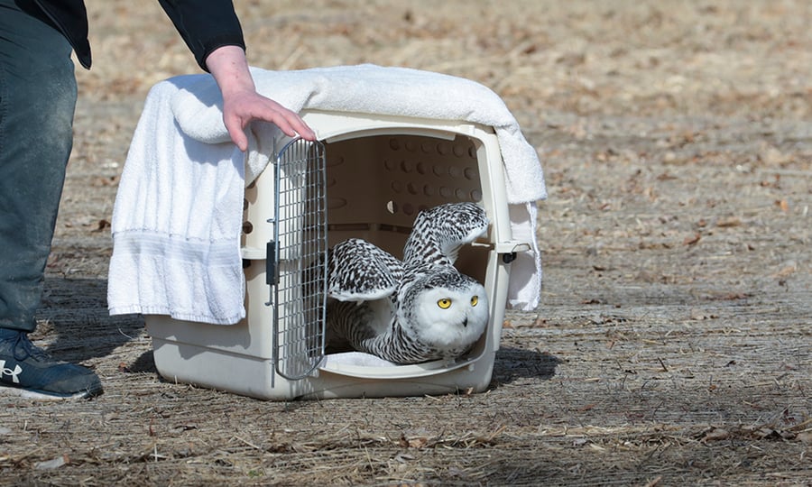 The door of a crate is opened to release a snowy owl.