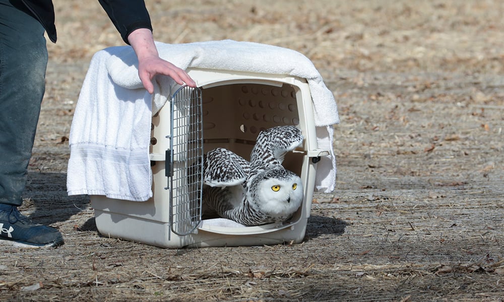 snowy-owl-cage-5687-1000x600