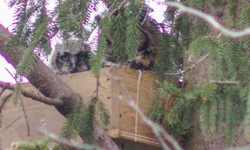 2022-3-30-owlet-and-mom-1000x600