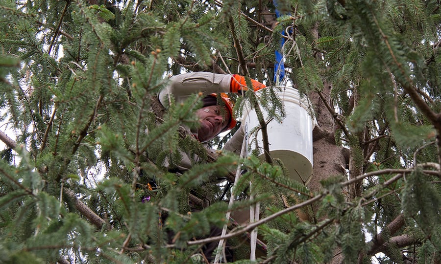 A man stands on a ladder with an owlet in a bucket.