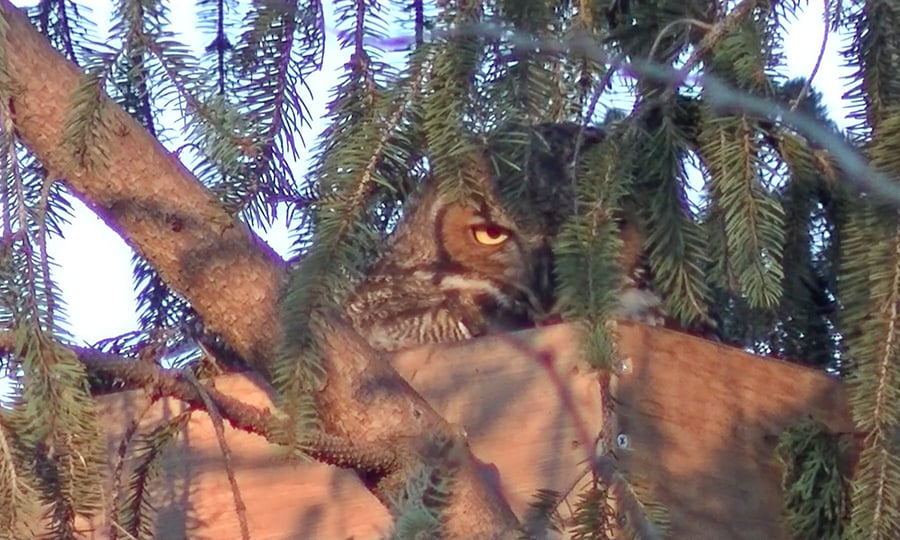 An adult owl peers out of its nest in a tree.