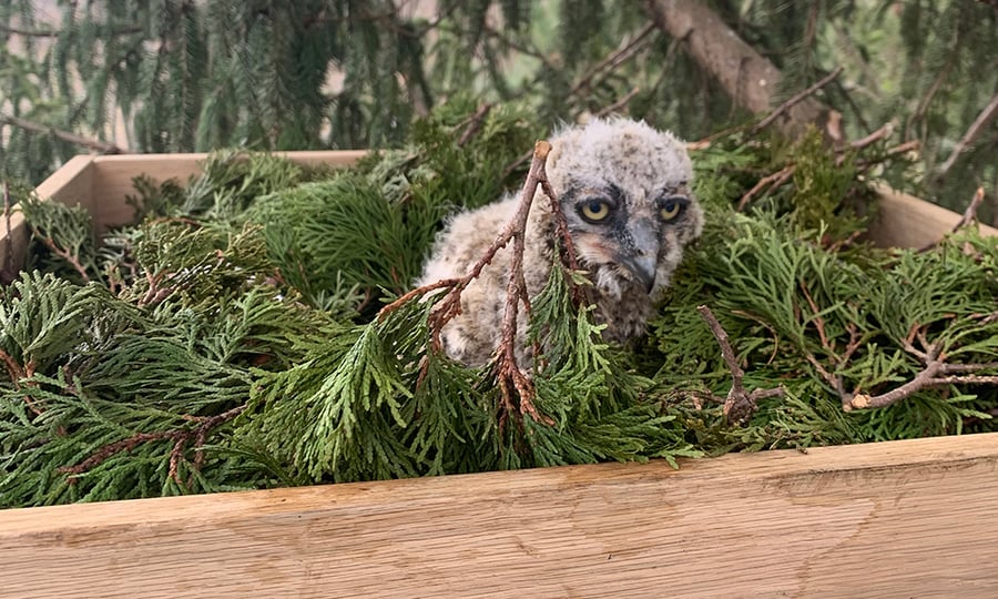An owlet in a nest of spruce leaves.