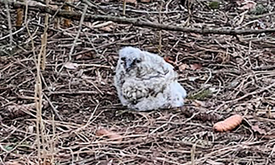 A baby owl lies on the ground after falling out of its nest.
