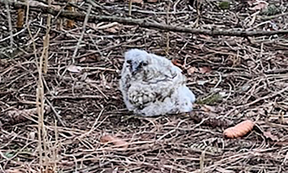 owlet-ground-1000x600