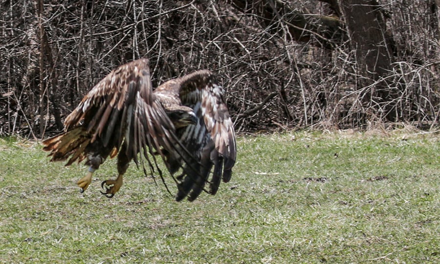An eagle achieves lift off for the first time after being rehabilitated.