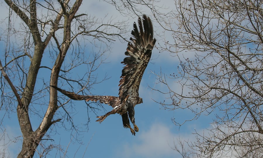 An eagle soars up toward the tops of trees.
