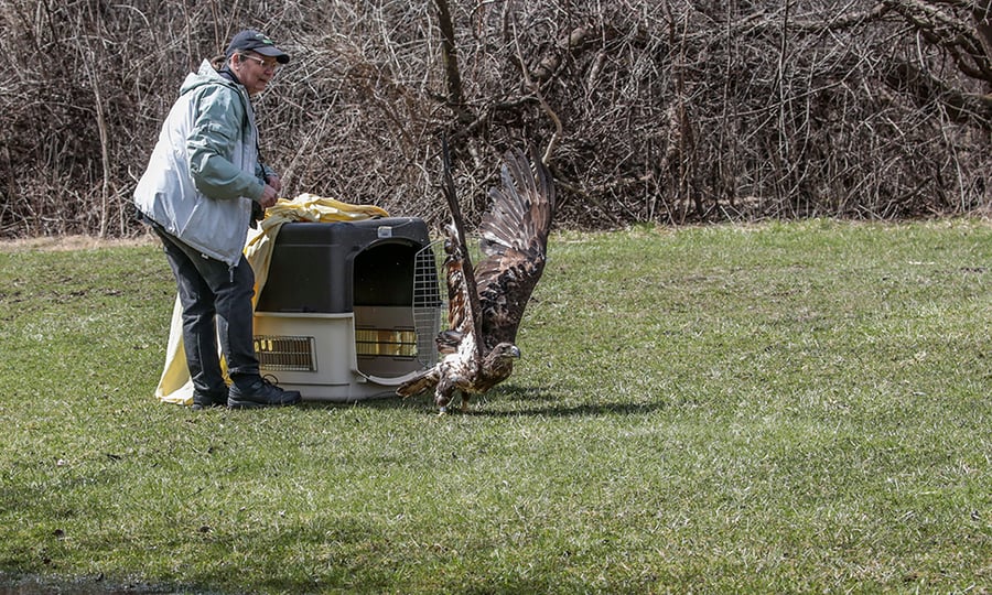 An eagle's wings extend overhead as it readies to take flight upon being released from a cage.