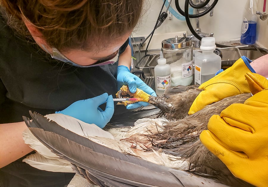 A vet draws blood from the eagle's talon.