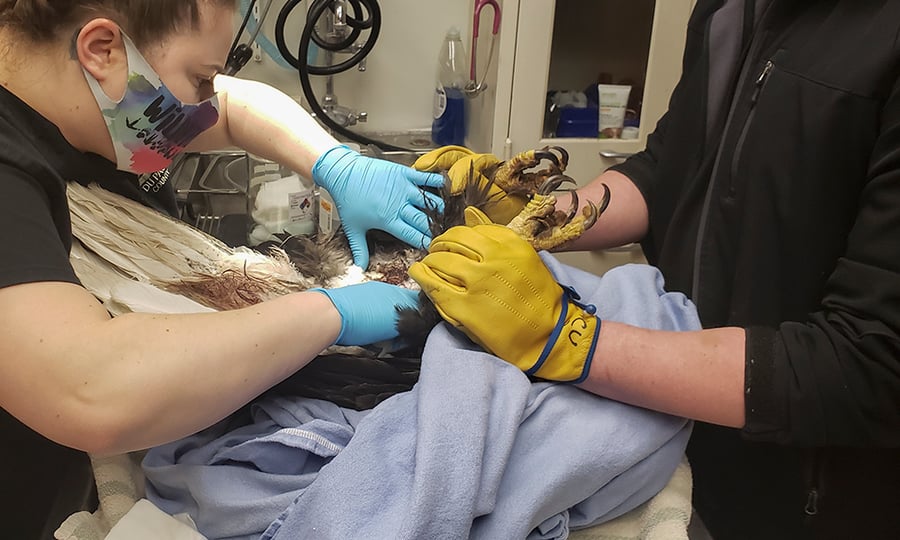 District staff inspect a wound near the eagle's stomache.