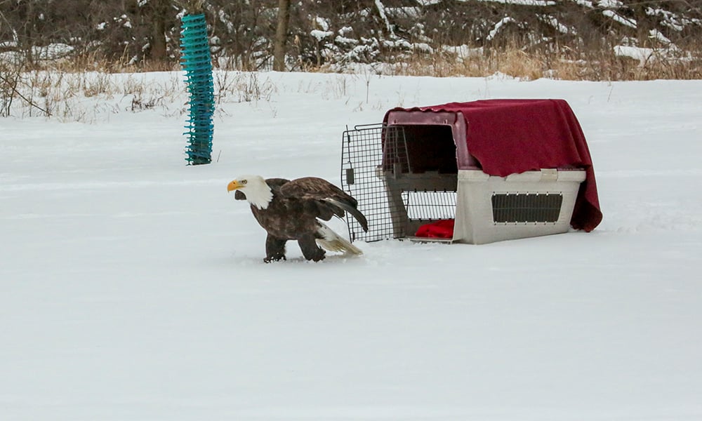 eagle-first-steps-1000x600