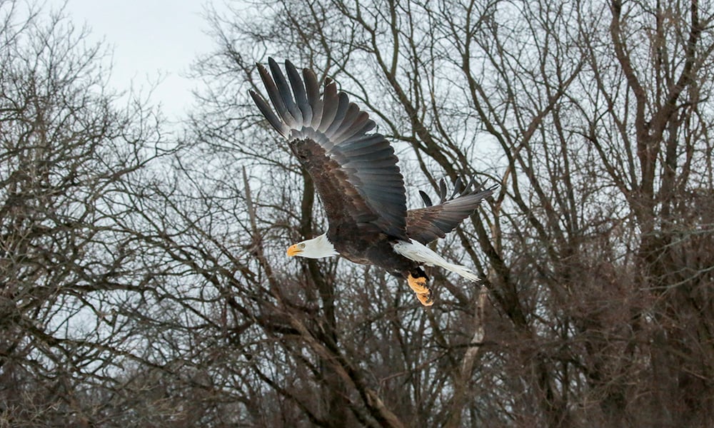 eagle-fly-4920-1000x600