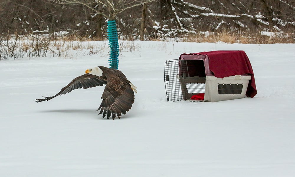 eagle-takes-flight-1000x600