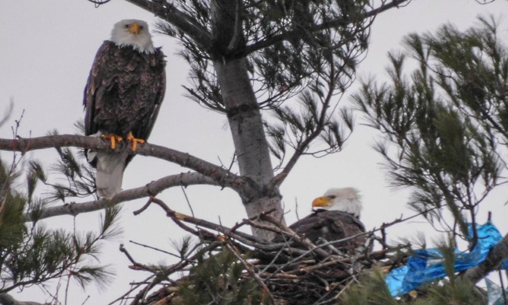 eagles-on-nest-sue-delfiacco-1000x600