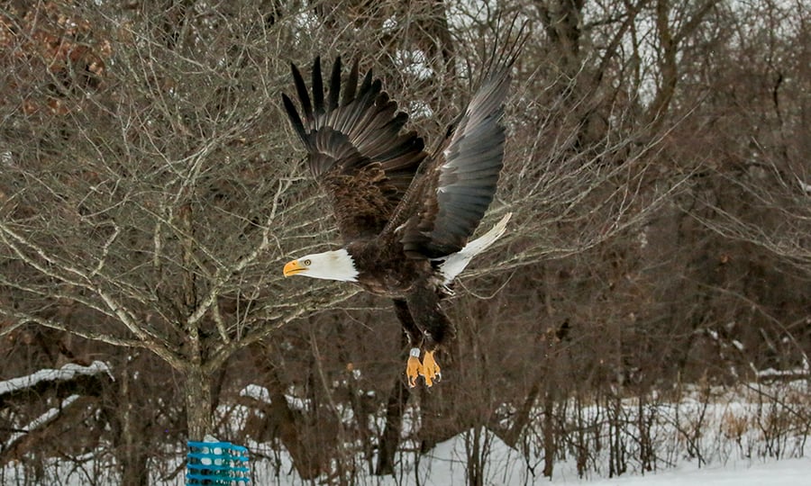 An eagle flapping its wings in flight.