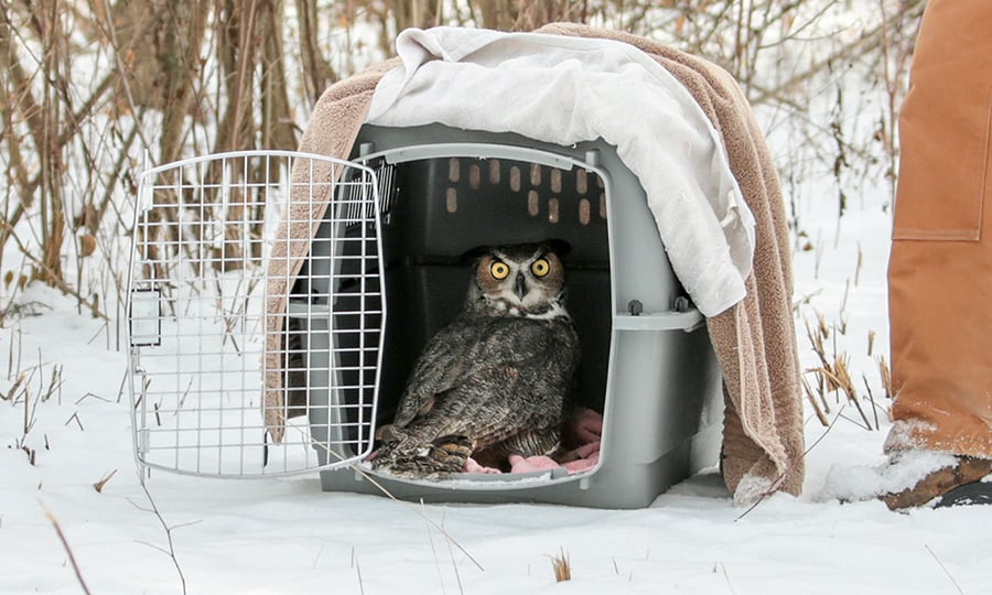 A great horned owl stands in a crate with its door open.