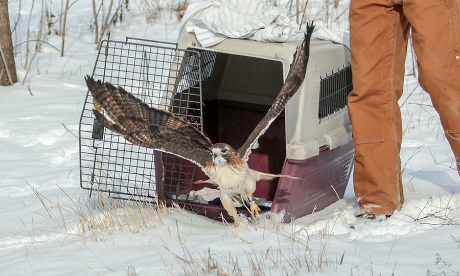 A red-tailed hawk flies away from its carrying crate to a life back in nature.
