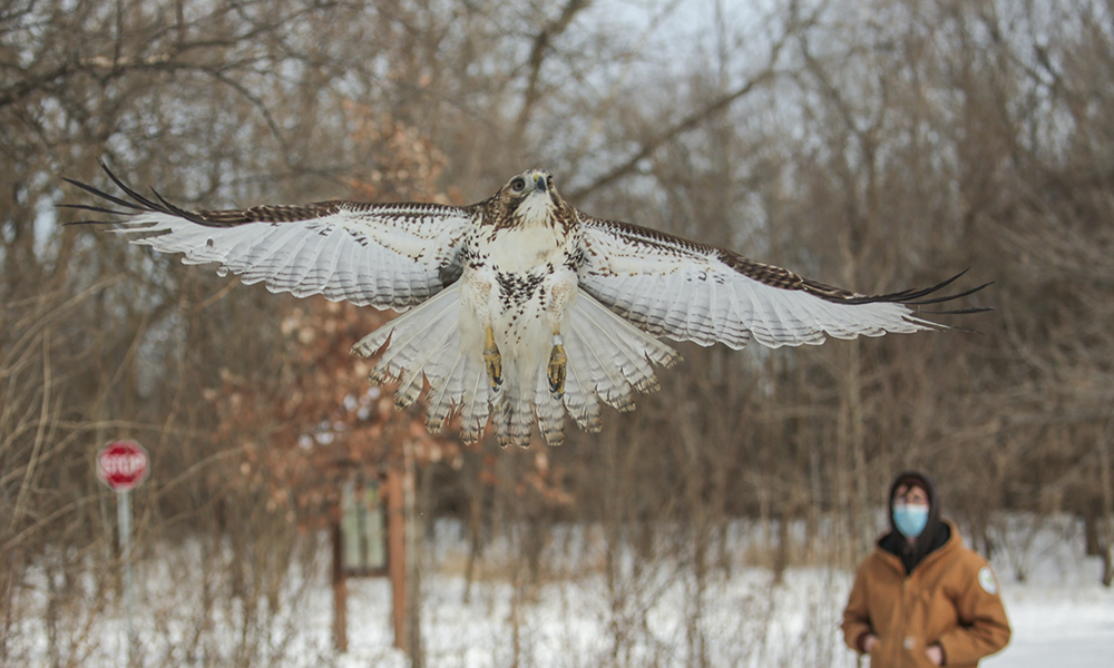 Birds Take Wing Again Thanks to Willowbrook
