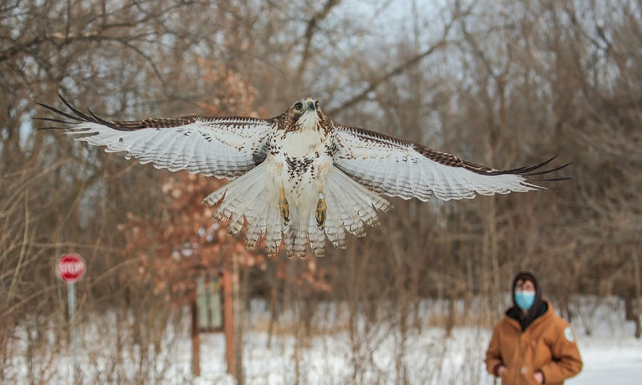 A red-tailed hawk flies away from a man standing in a snowy field.
