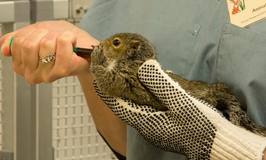 A baby squirrel is held and fed at a rehabilitation facility.