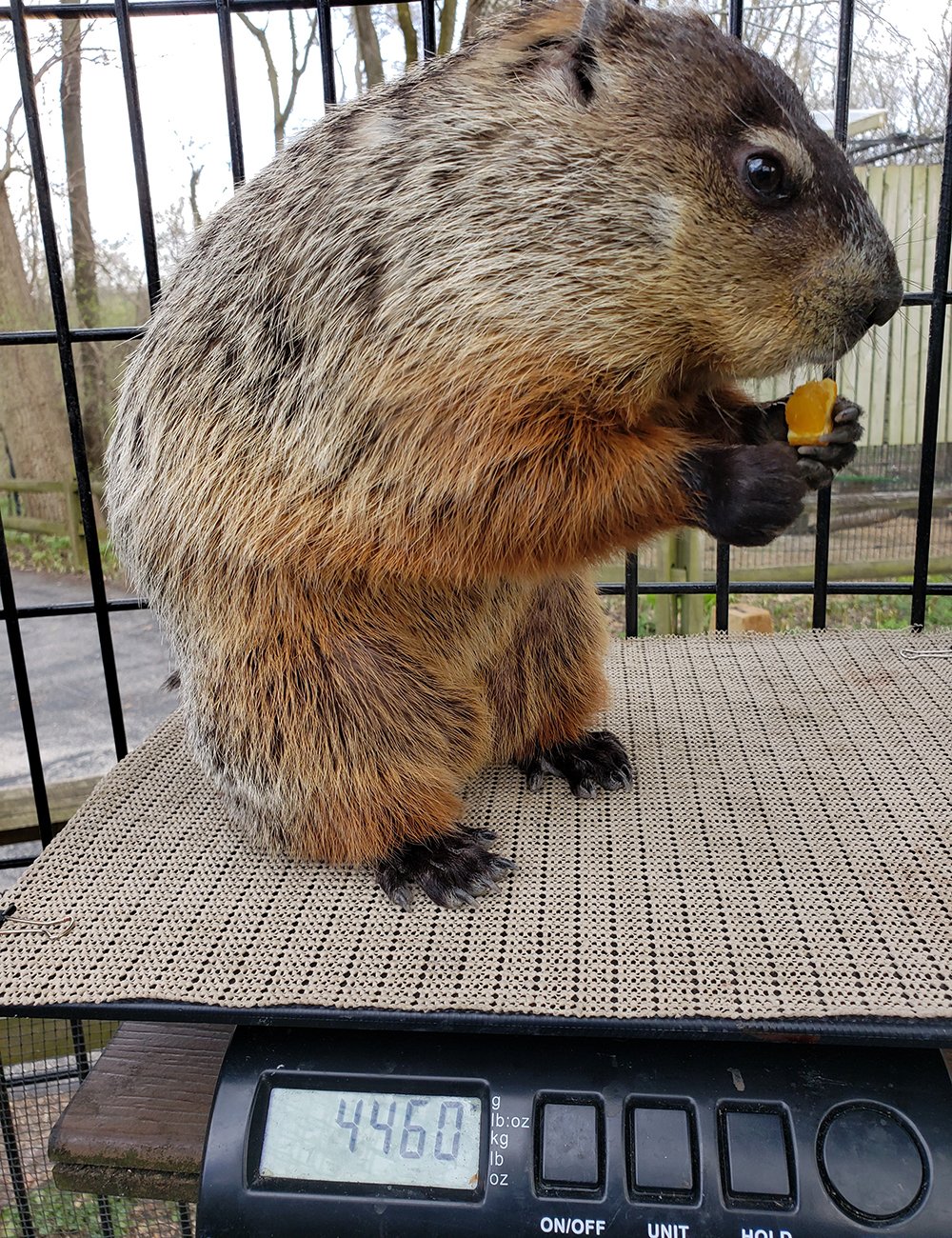 Why Groundhogs Hit Snooze on Their Holiday