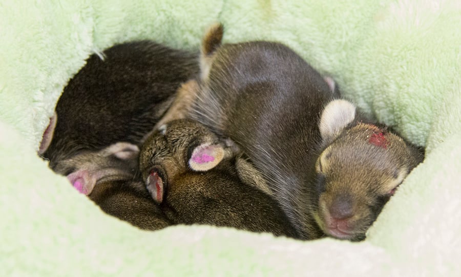 Baby bunnies sleep on top of one another in soft bedding.