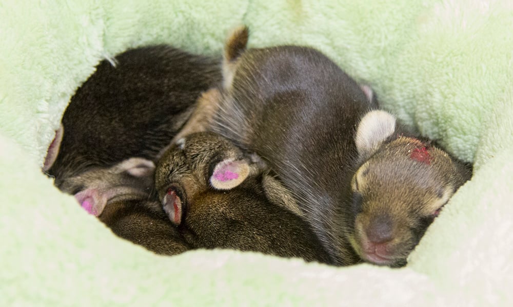 baby-bunnies