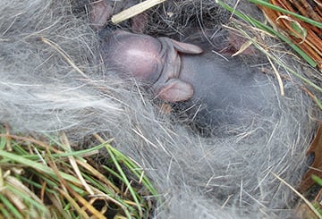 baby-cottontail-content-box