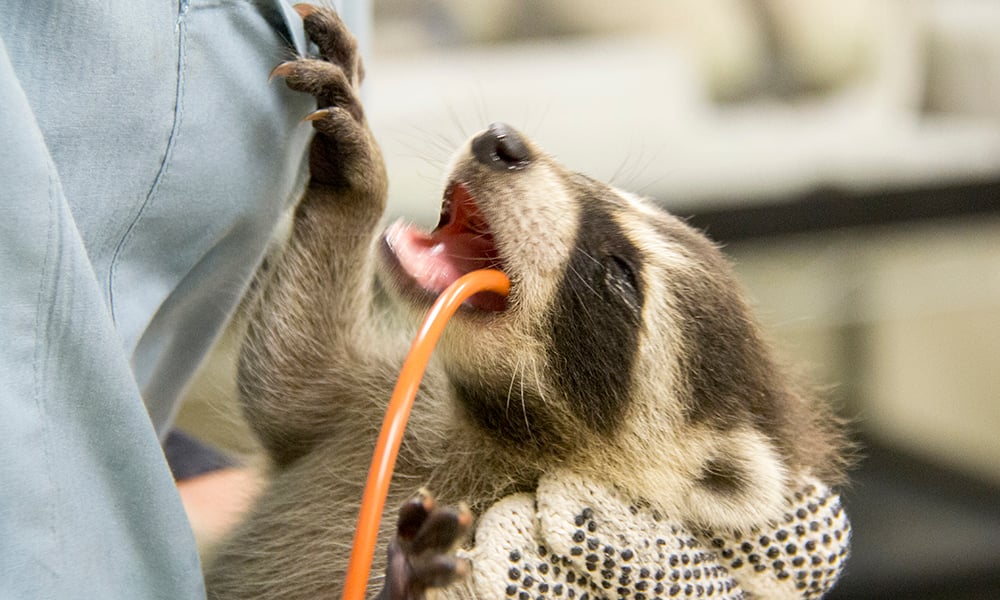 baby-raccoon-feeding