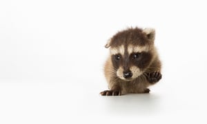 Download Places To Go Willowbrook Wildlife Center Rescue Advice Baby Raccoon