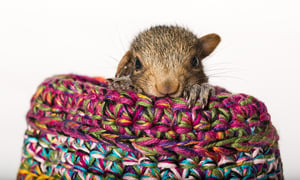 baby-squirrel-knitted-nest-MikeShimer